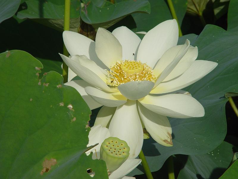 booroowhangary-nov09 058.jpg